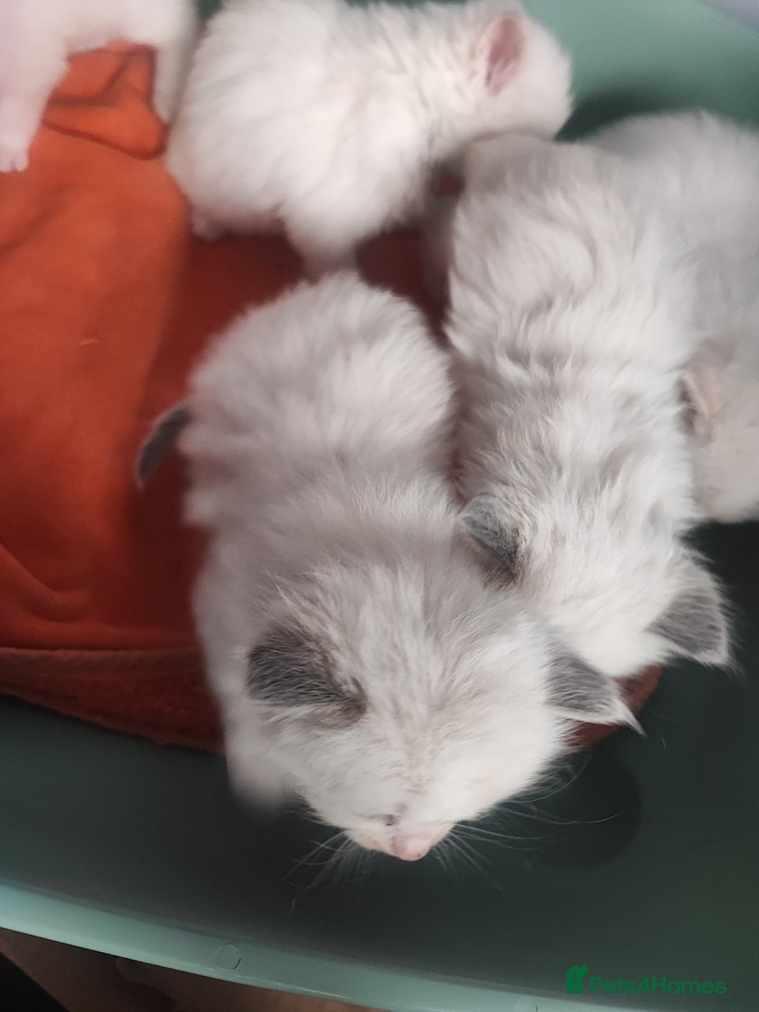 Ragdoll cats for sale: Beautiful ragdolls  - Image 7