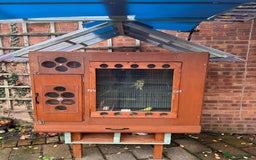 Budgerigars birds for sale: Baby budgies for sale - Advert 1