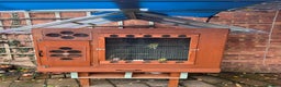 Budgerigars birds for sale: Baby budgies for sale - Advert 1