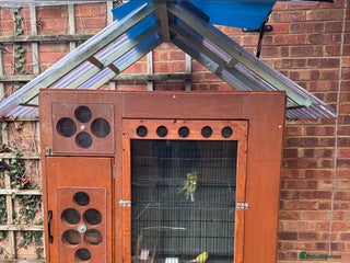 Budgerigars birds Baby budgies for sale - Advert 6