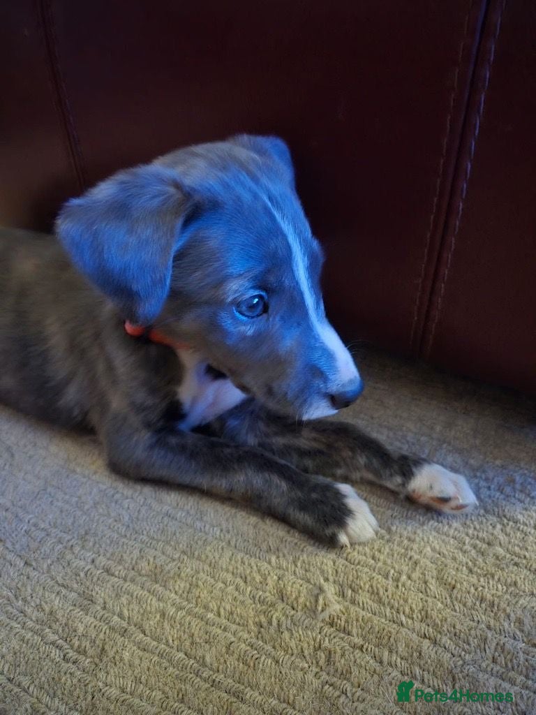 Lurcher dogs Lurcher Puppies  - Advert 6