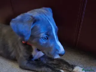 Lurcher dogs Lurcher Puppies - Advert 6