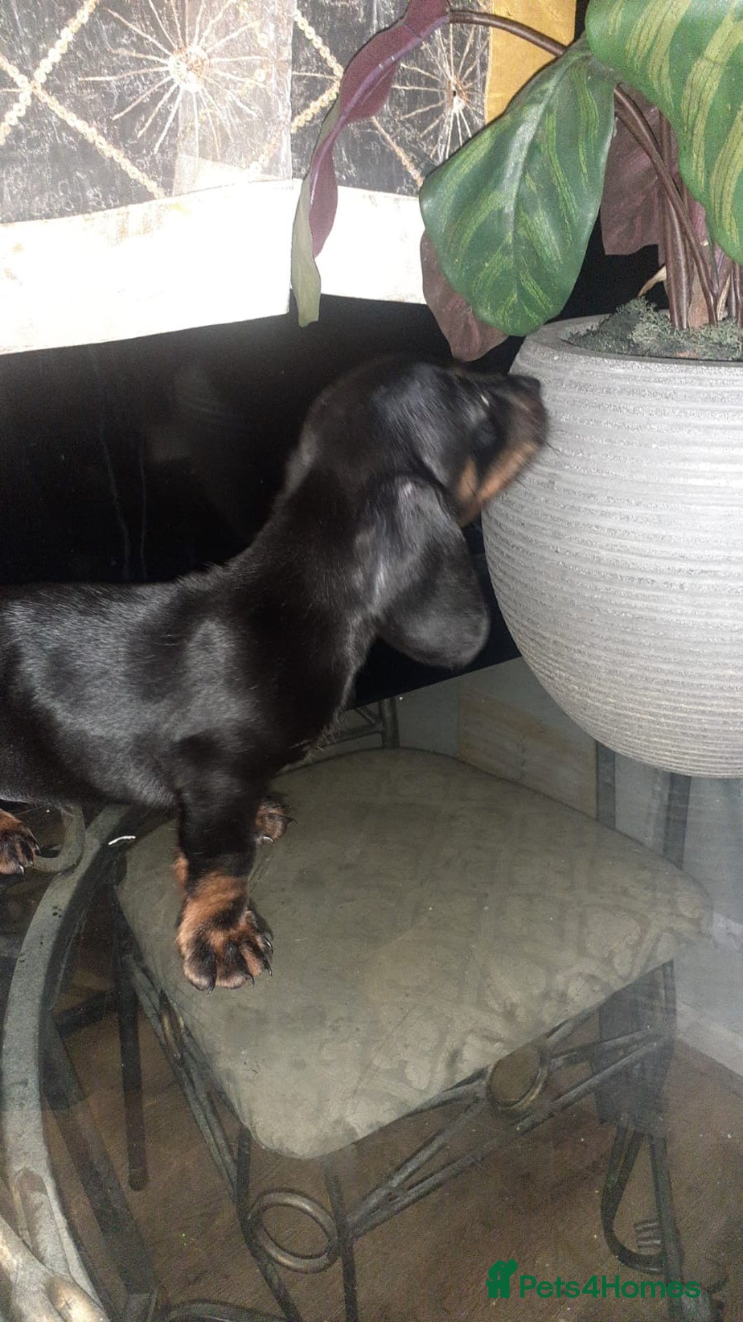Dachshund dogs for sale: Beautiful male dachshund puppy  - Advert 5