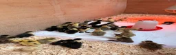 Ducks poultry for sale: Indian Runner Ducklings - Advert 6