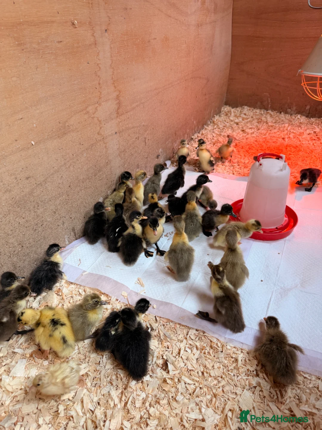 Ducks poultry for sale: Indian Runner Ducklings - Advert 6