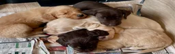 Mixed Breed dogs for sale: Beautiful Cocker GoldMaraner puppies  - Advert 8