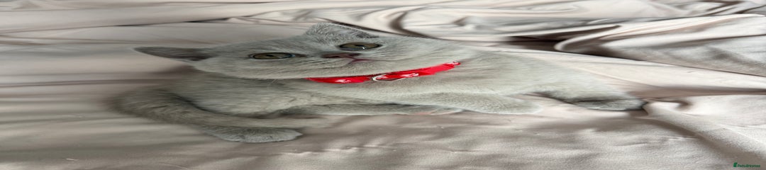 British Shorthair Kitten 5 - Cutesy