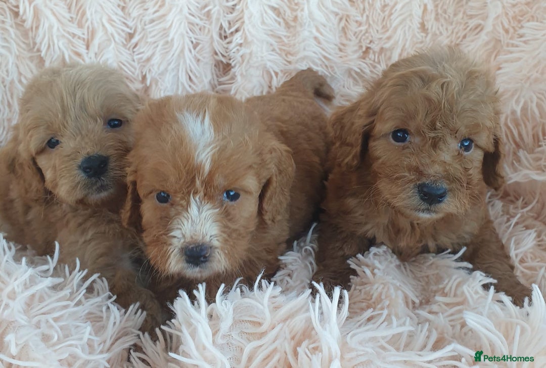 Cockapoo dogs for sale: Cockapoo Puppies PRA UNAFFECTED  - Image 9