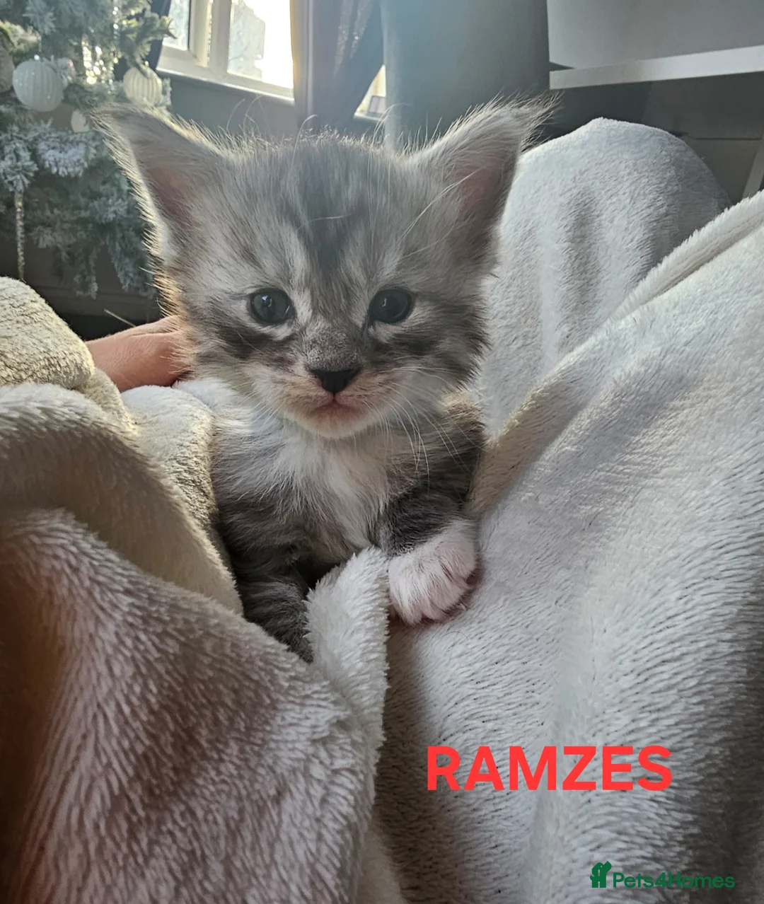 Maine Coon cats for sale: Champion bloodline maine coon kittens TICA - Advert 30