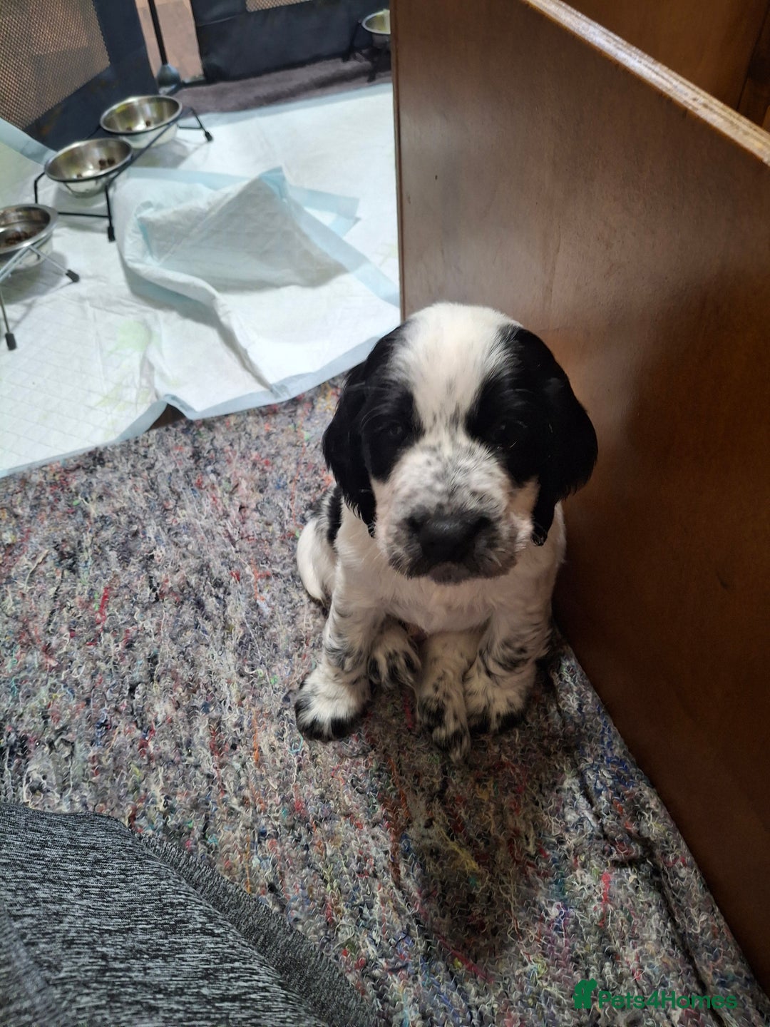 Cocker Spaniel dogs for sale: Beautiful cocker spaniel boys - Image 7