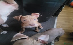 Mixed Breed dogs for sale: Adorable, loving 20 weeks young puppy's  - Image 9