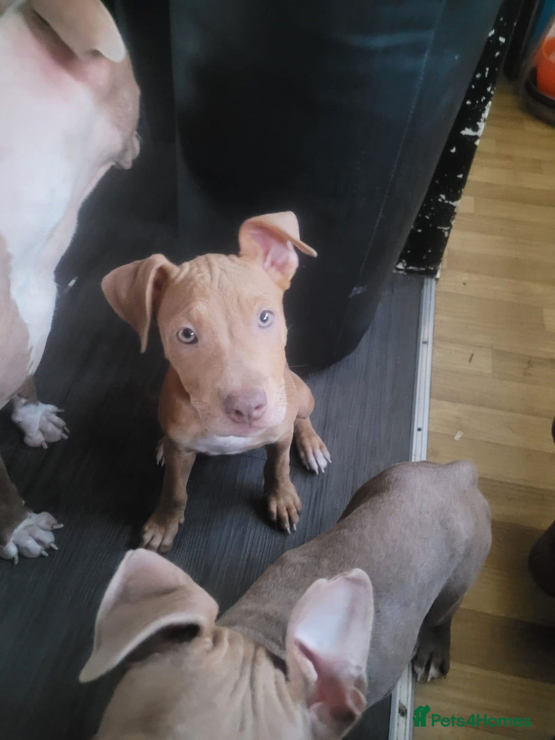 Mixed Breed dogs for sale: Adorable, loving 20 weeks young puppy's  - Image 9