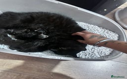 Mixed Breed cats for sale: Very cute little and friendly kitten - Image 4