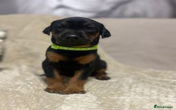 Dobermann dogs for sale: F1b Working dobermanns  - Image 8