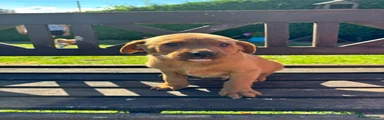 Labrador Retriever 5