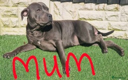 Staffordshire Bull Terrier dogs for sale: Kc reg Blue Staffordshire bull terrier puppies  - Image 4