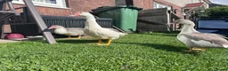 Ducks poultry for sale: GREY MUSCOVY DUCKS - very friendly - Advert 6