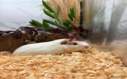 Guinea Pig rodents for sale: 🏡🐹 Multiple pretty Boys available 🐹🏡 - Image 25