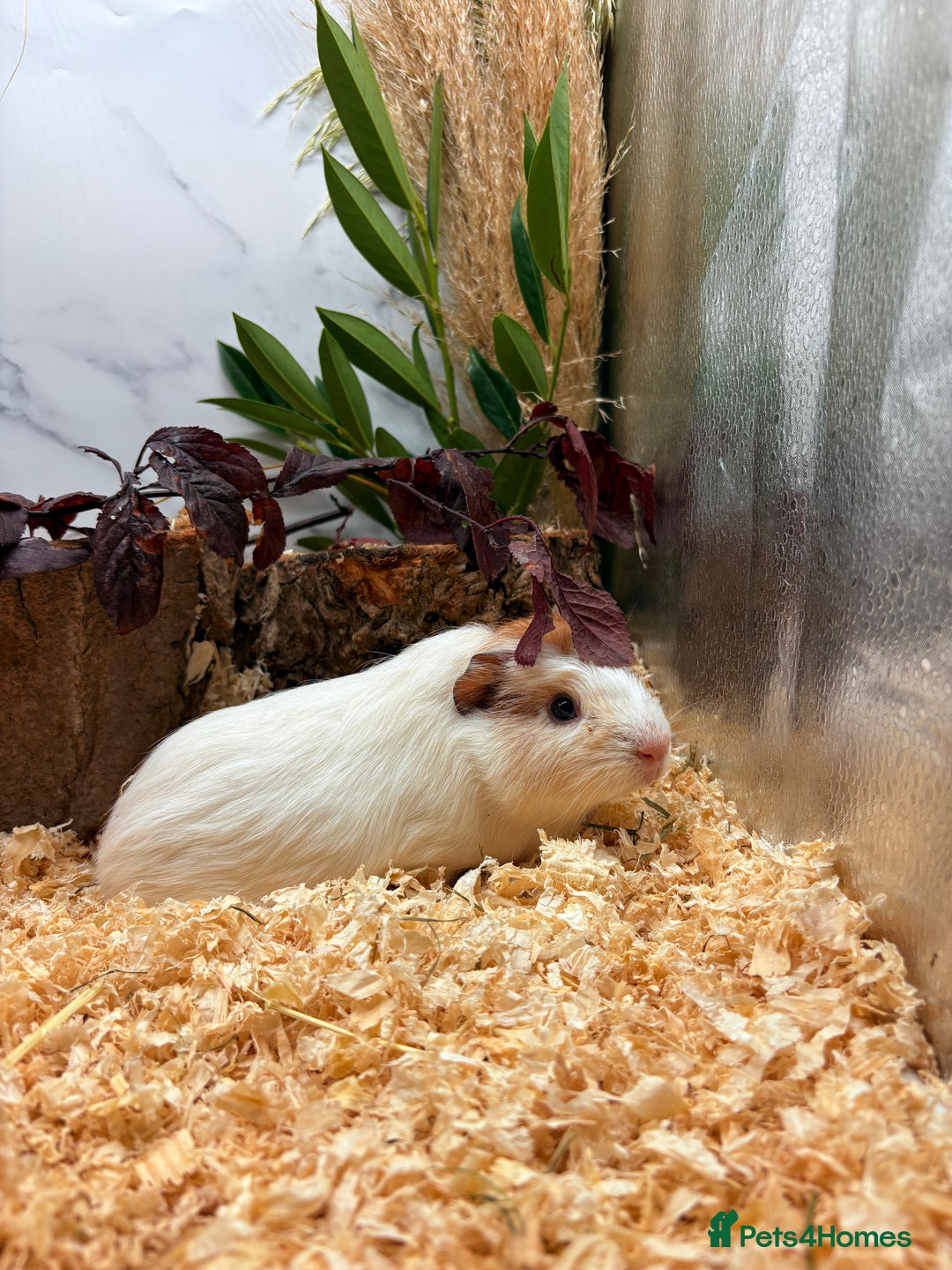 Guinea Pig rodents for sale: 🏡🐹 Multiple pretty Boys available 🐹🏡 - Image 25
