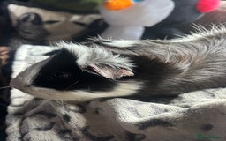 Guinea Pig rodents for sale: 2 beautiful funky girls - Advert 5