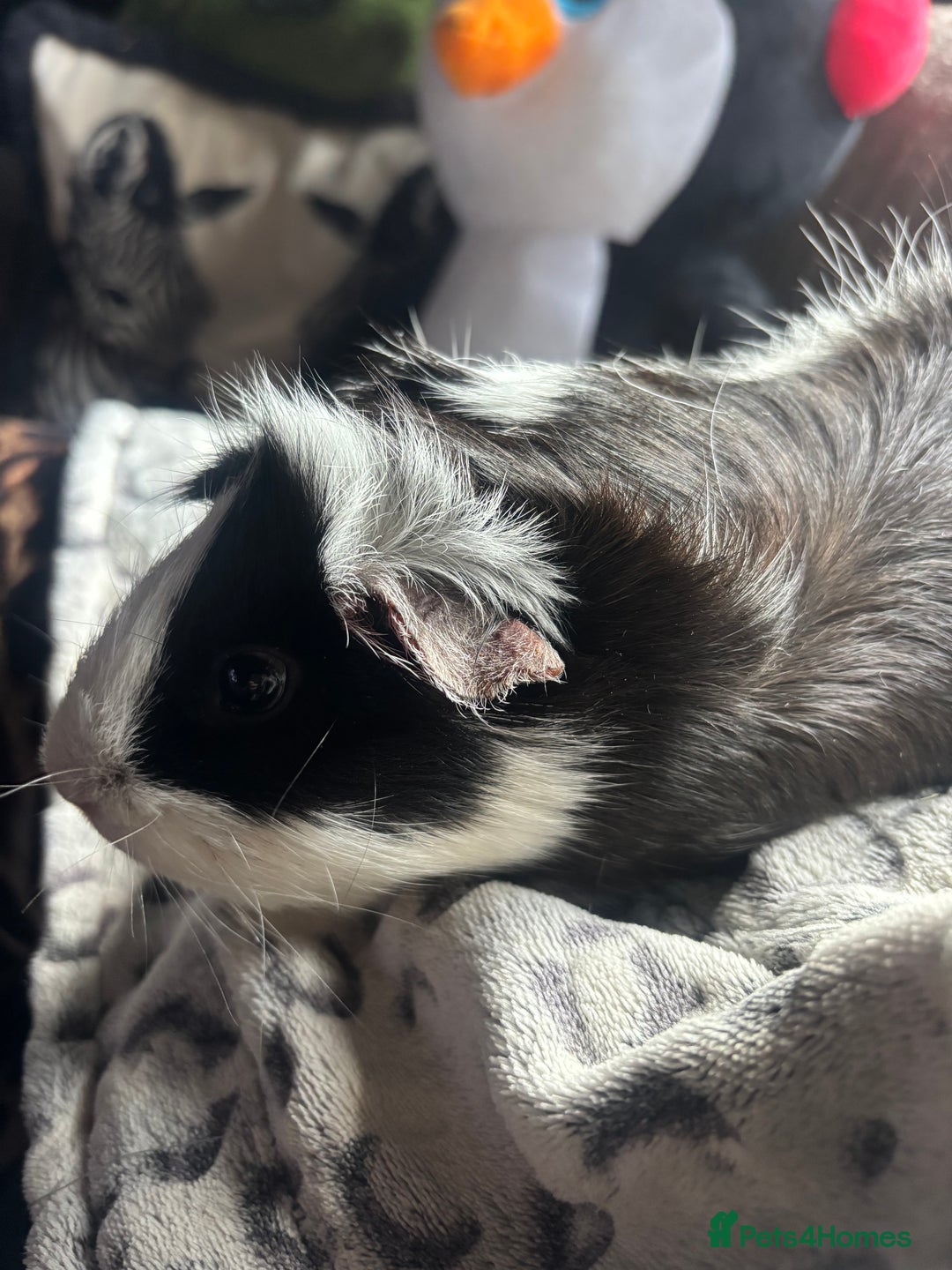 Guinea Pig rodents for sale: 2 beautiful funky girls - Advert 5