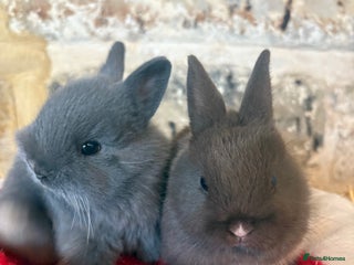 Netherland Dwarf rabbits Sweet Blue Netherland dwarf bunnies - Advert 17