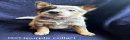 Australian Cattle Dog dogs for sale: Now reduced! Stunning cattle dogs! - Advert 4