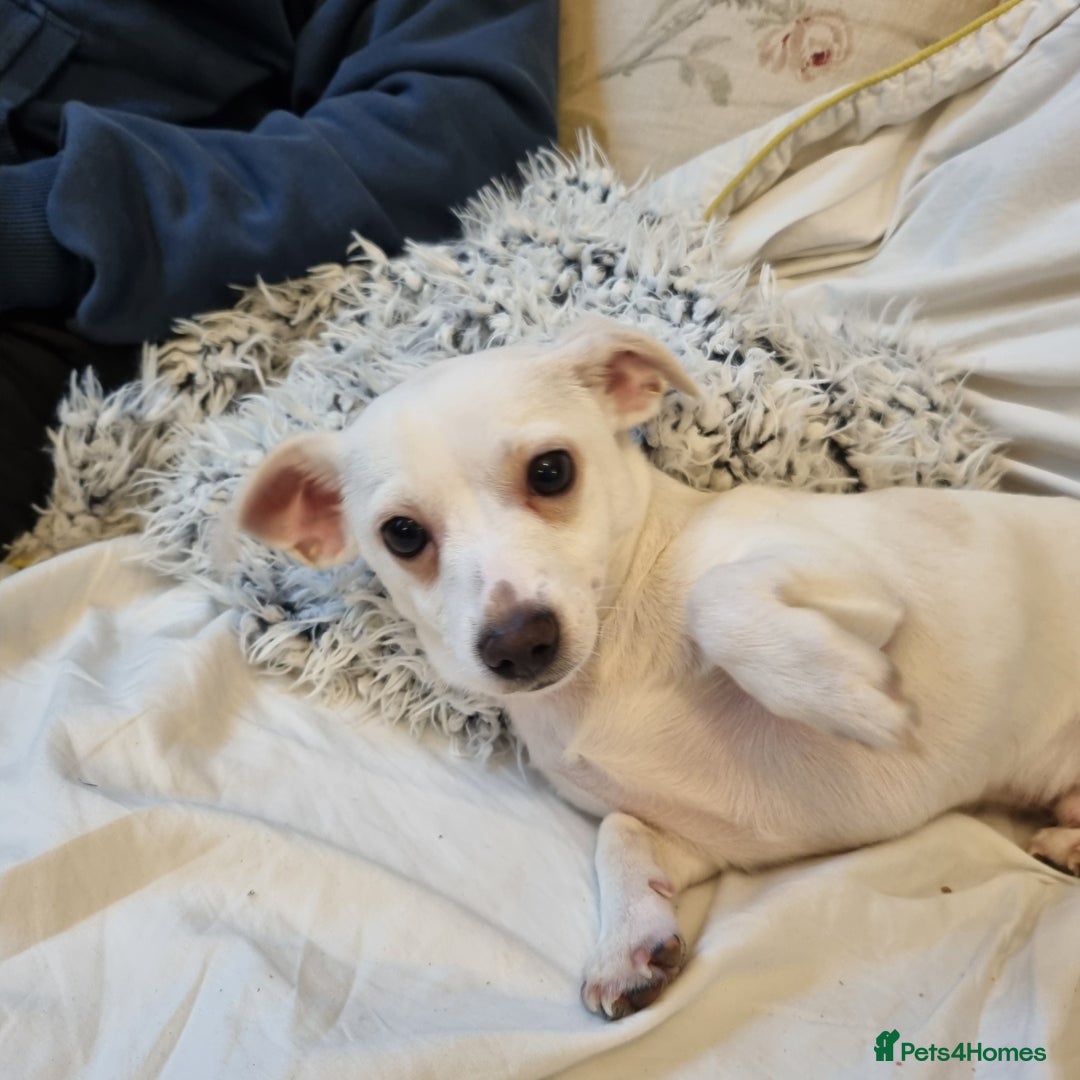 Mixed Breed dogs for sale: Chihuahua mix breed - Advert 1