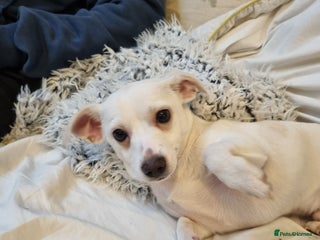 Mixed Breed dogs Chihuahua mix breed - Advert 1