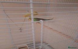 Finches birds for sale: Budgie and finch - Image 3