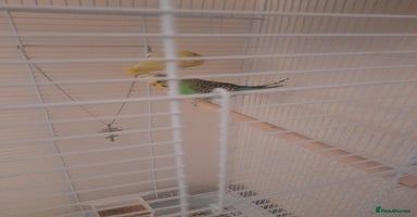 Finches birds - Advert 12