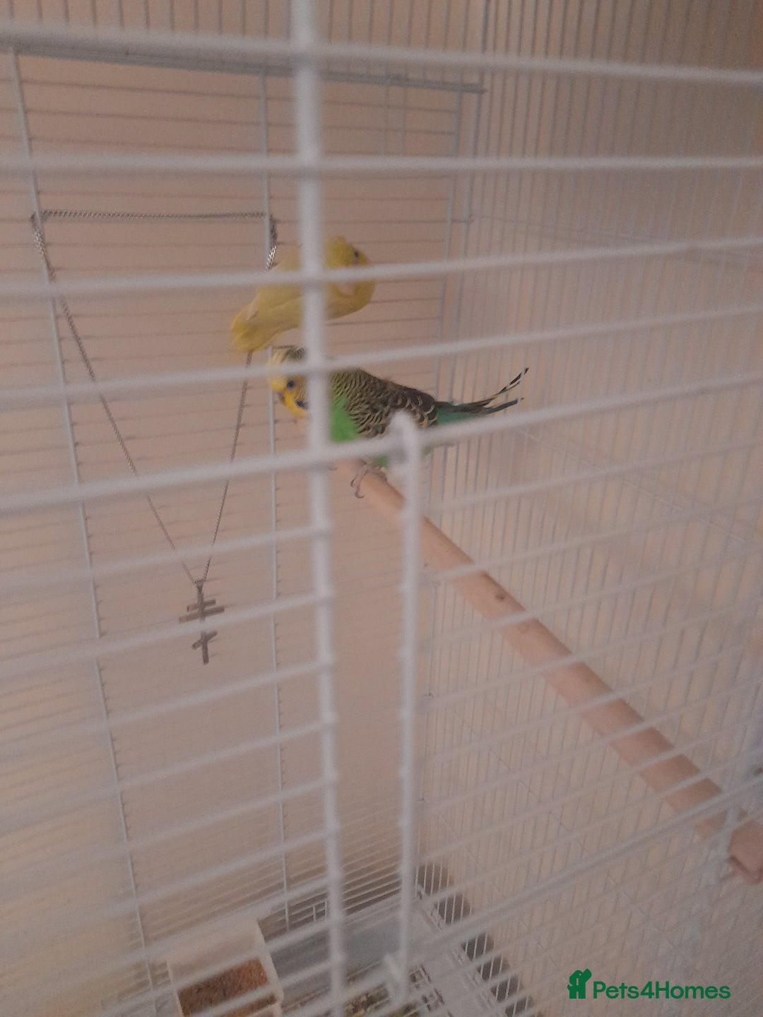 Finches birds for sale: Budgie and finch - Image 3