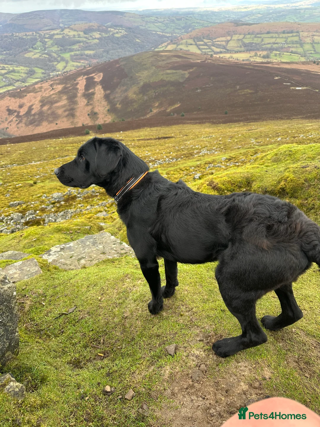 Gallery Image {{count}}