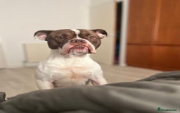 Mixed Breed dogs for sale: Mixed bulldog  - Image 2