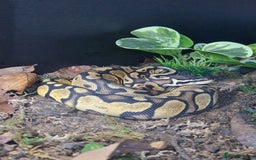 Python Snake reptiles for sale: Female Ball python & full set up included  - Image 5