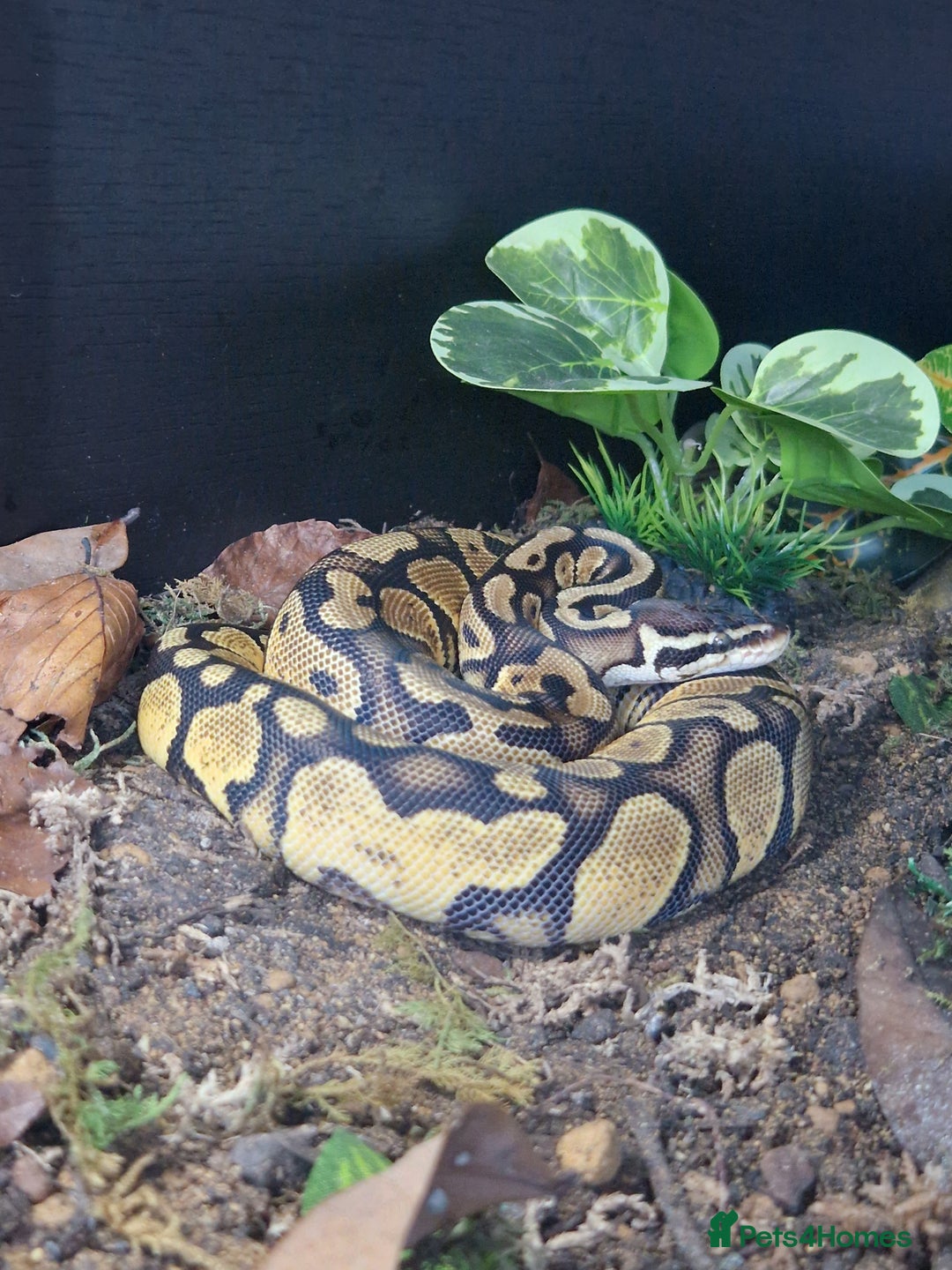Python Snake reptiles for sale: Female Ball python & full set up included  - Image 5