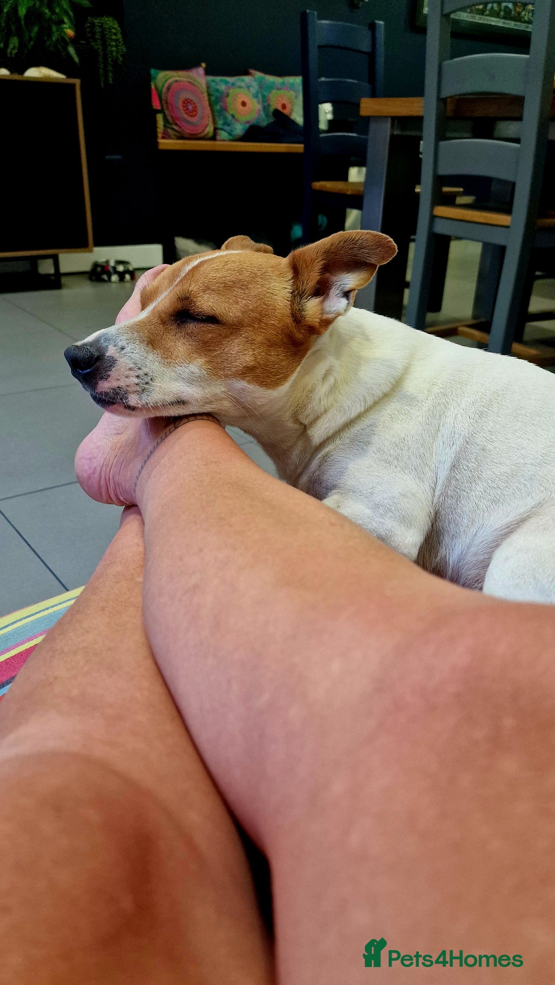 Jack Russell dogs for stud: Jack Russell Stud - Image 9