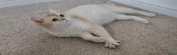 British Shorthair cats for sale: Blue eyed Golden British Shorthair female & male - Advert 29