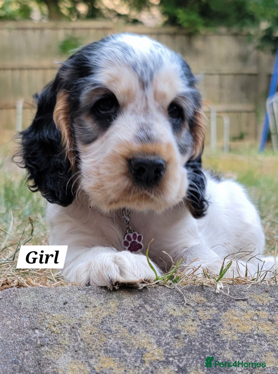 Cocker Spaniel dogs for sale: Blue Roan Tan-Sable Cocker Spaniel– KC bloodline - Image 9