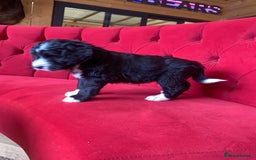 Bernedoodle dogs for sale: F1 Standard Bernedoodle Puppies LN8 - Image 17