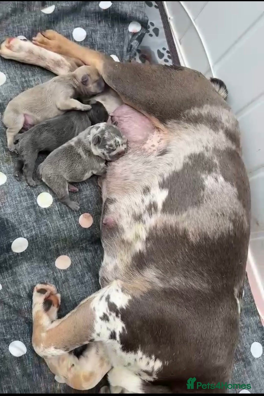 French Bulldog dogs for sale: Male Frenchie puppy - Image 3