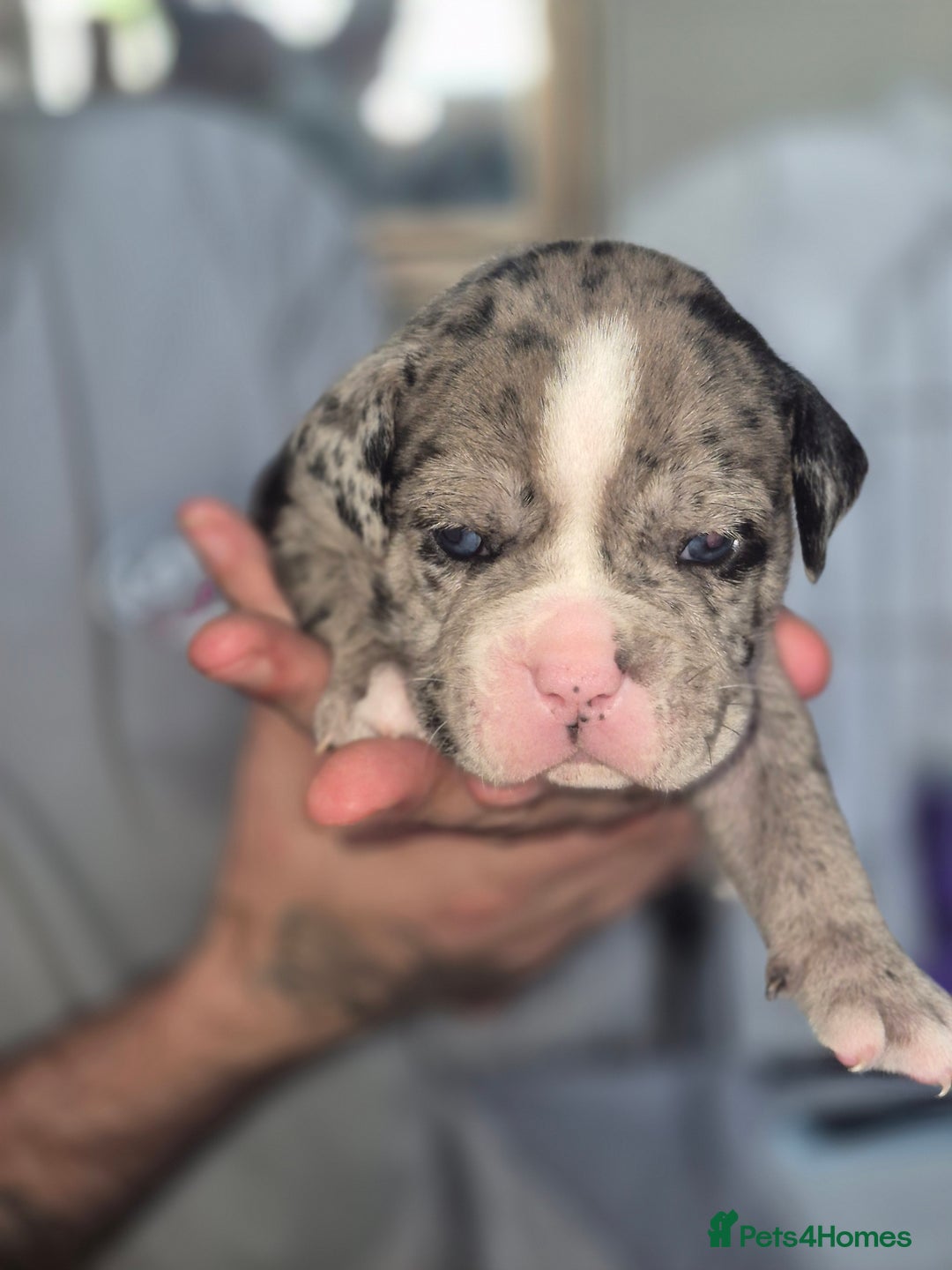 Olde English Bulldogge dogs for sale: STUNNING LITTER OF OLD ENGLISH BULLDOGS 😍  - Image 11