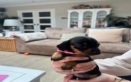 Dachshund dogs for sale: Standard Dachshund puppies for sale - Image 8