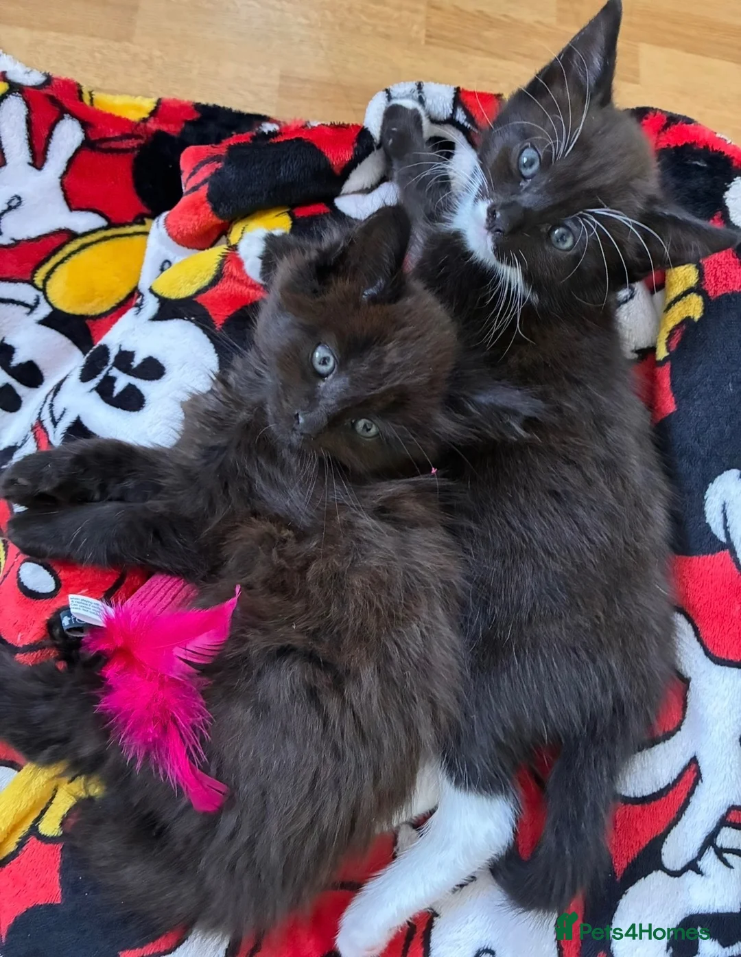 Mixed Breed cats for sale: Beautiful kittens for sale  - Advert 1