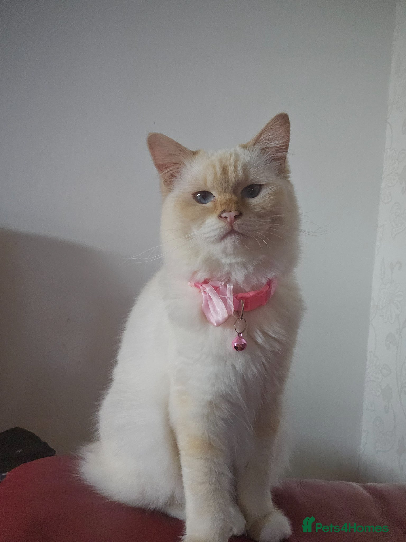 Ragdoll cats Beautiful ragdoll flame point female kitten  - Advert 3
