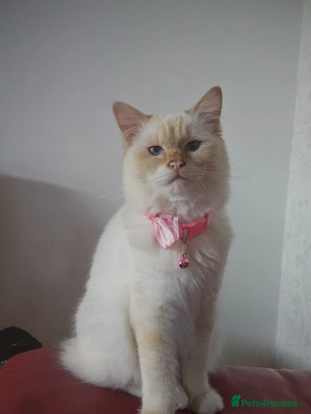 Ragdoll cats for sale: Beautiful ragdoll flame point female kitten  in Pevensey - Advert 1
