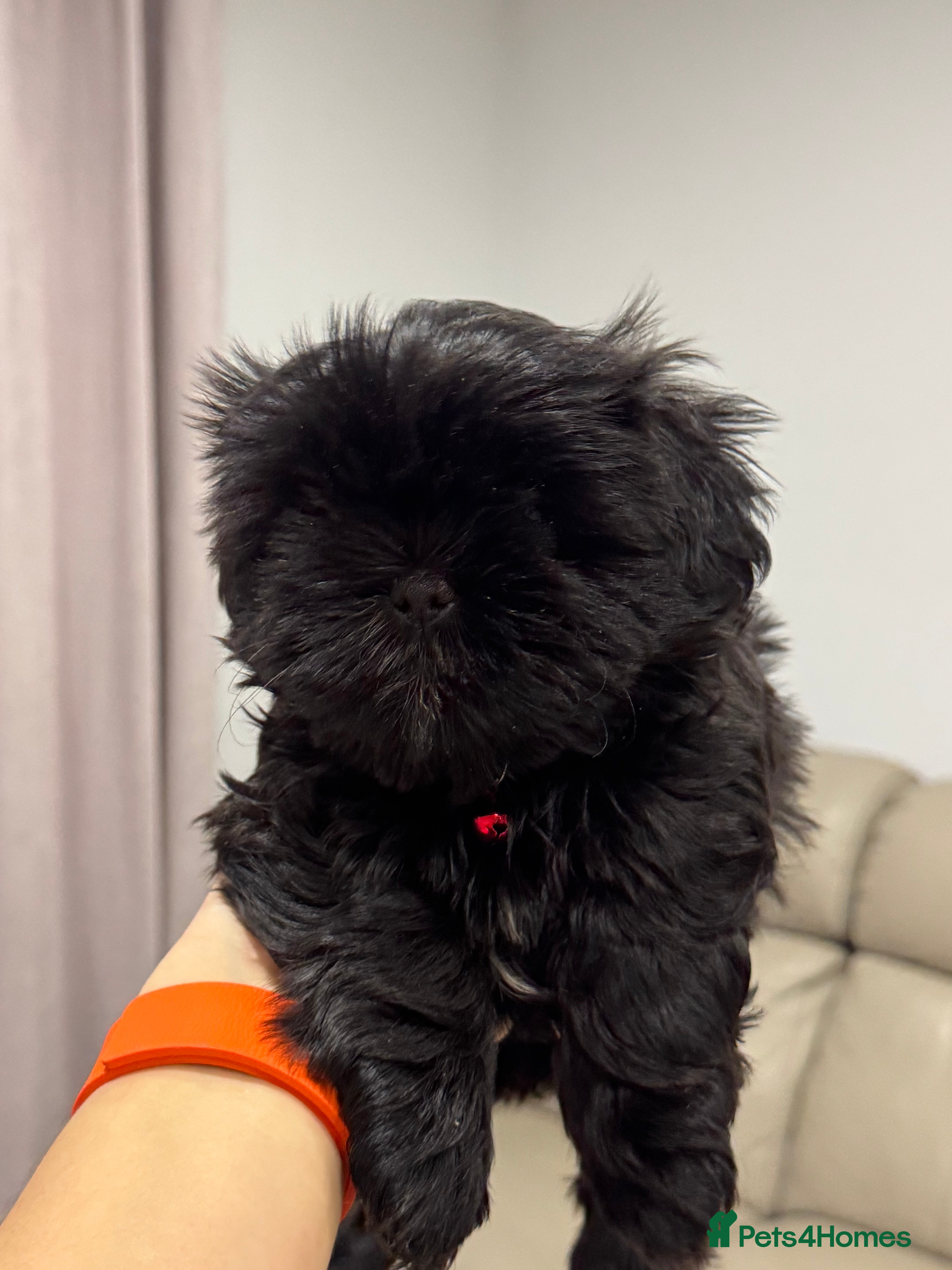 Shih Tzu dogs ✨ Exceptional Shih Tzu Puppies – Available✨ - Advert 7