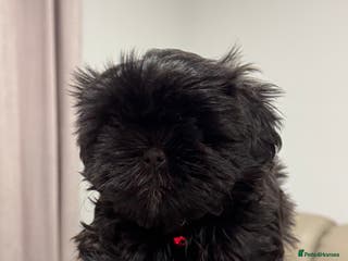 Shih Tzu dogs ✨ Exceptional Shih Tzu Puppies – Available✨ - Advert 2