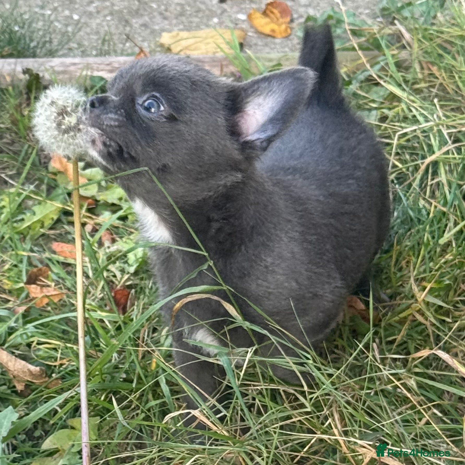 Chihuahua dogs Kc registered smooth coat chihuahua puppies - Advert 7