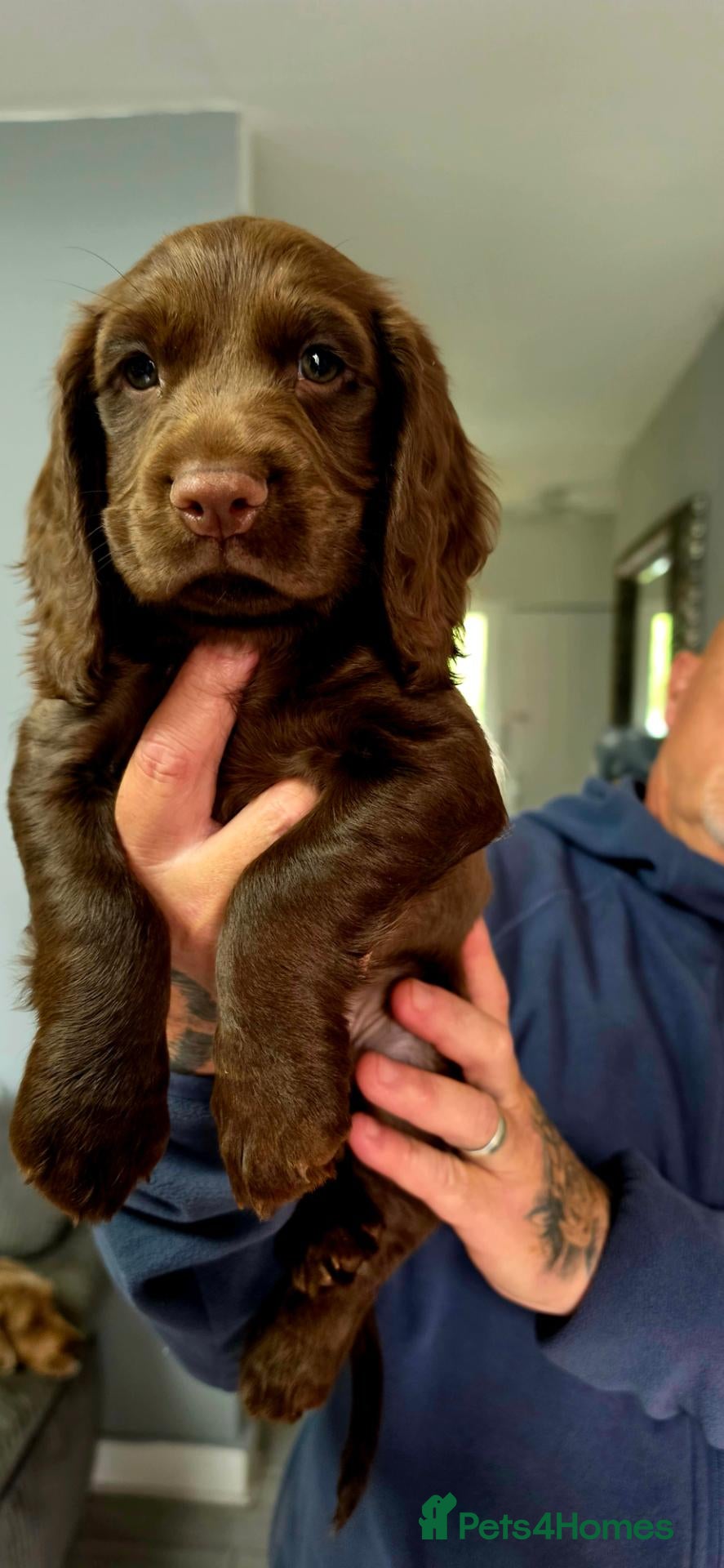 Cocker Spaniel dogs 8 october ready for their homes KC Reg 1 boys avai - Advert 4